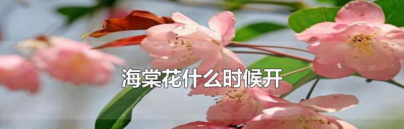 四季海棠（芬芳绽放的四季海棠）