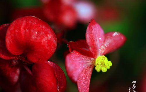 四季秋海棠花语-四季美丽的象征（四季秋海棠的花开花落-生命的轮回）