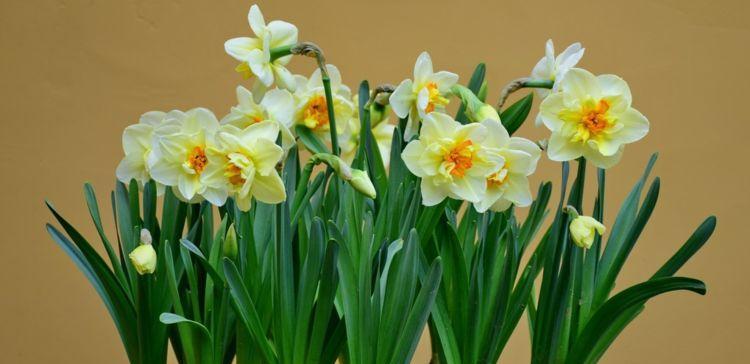 送水仙花，传递真挚情谊（水仙花的寓意与象征及送花的意义）