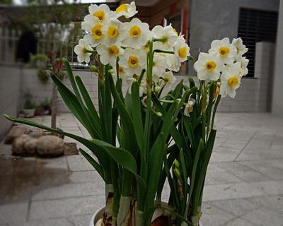 送水仙花，传递真挚情谊（水仙花的寓意与象征及送花的意义）