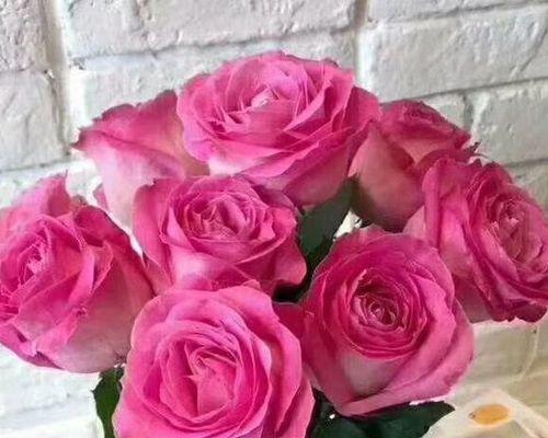 糖果雪山玫瑰（一朵代表爱情与希望的花——糖果雪山玫瑰）