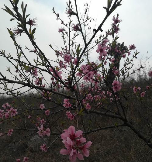 桃花盛开，花语浓情（用桃花的花语）