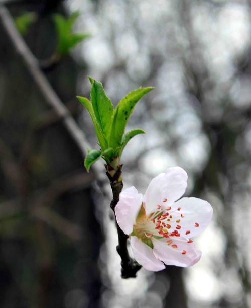 桃花之美——春天的绚丽奇迹（桃花烂漫）