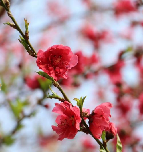 桃花之美——春天的绚丽奇迹（桃花烂漫）