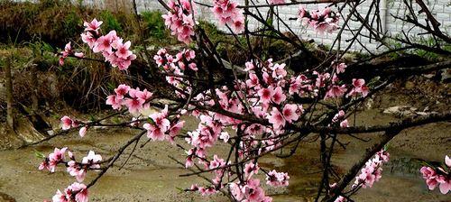 桃花之美——春天的绚丽奇迹（桃花烂漫）