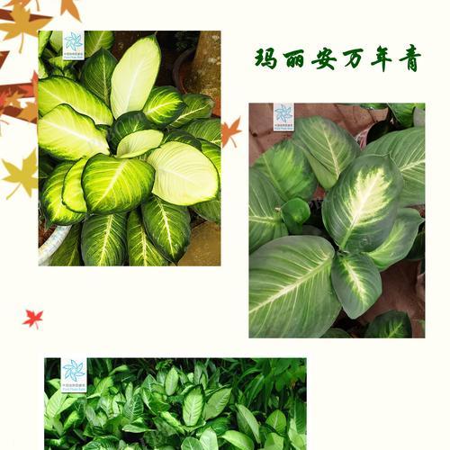 万年青的花语——持久与生命的象征（生命力旺盛的万年青）