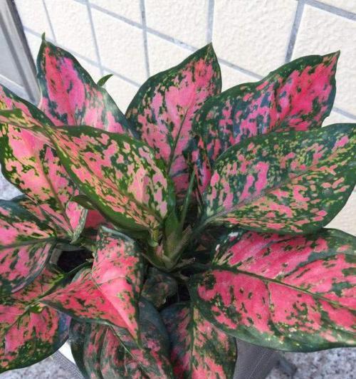 万年青的花语——持久与生命的象征（生命力旺盛的万年青）