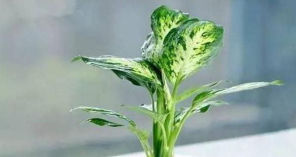 万年青花卉（绽放生命）