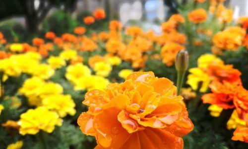 万寿菊，寄情无限（花开花落）