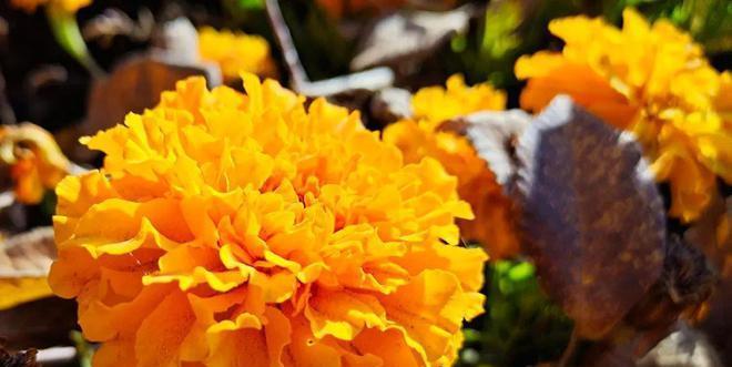 万寿菊，寄情无限（花开花落）