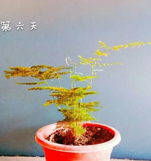 文竹花的寓意与象征（一朵高雅之花的深层内涵）