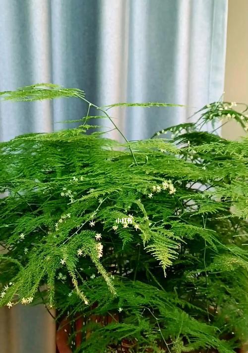 文竹开花寓意——幸福与希望（探索文竹开花的美丽寓意与象征意义）