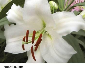 西伯利亚百合花语（传递生命力的花朵与它的隐藏花语）