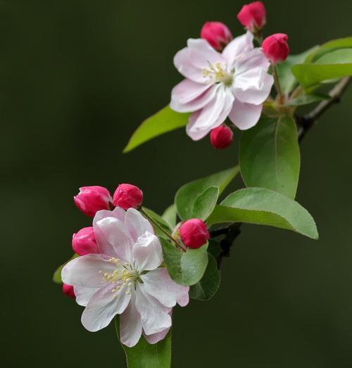 西府海棠花语之美——花开寄托希望（探寻西府海棠花语）