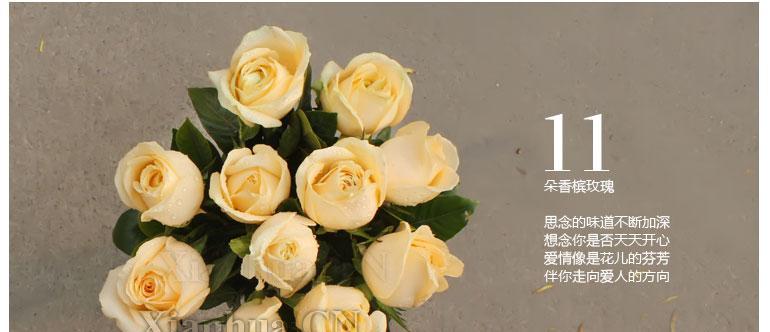 香槟玫瑰花语的深意（探寻香槟玫瑰的浪漫情怀）