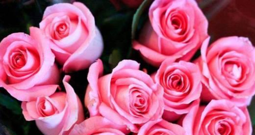 11支玫瑰的深意与象征（表达真爱的花束——11支玫瑰）