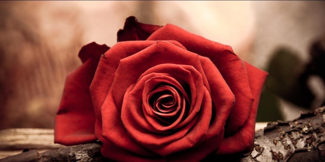 17朵玫瑰的意义与象征（美丽）