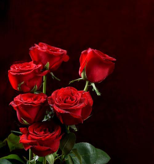 18朵玫瑰花的深刻含义（探究18朵玫瑰花所代表的情感和象征）
