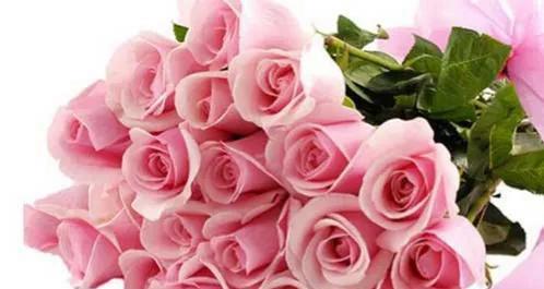 18朵玫瑰花的深刻含义（探究18朵玫瑰花所代表的情感和象征）