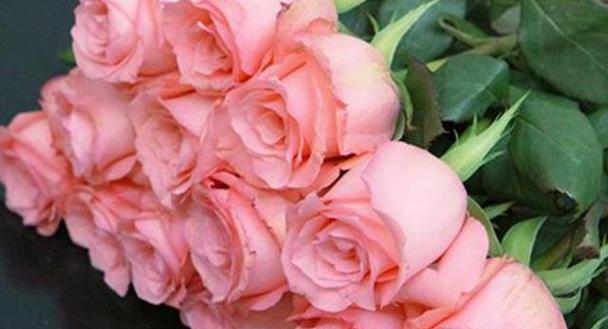 19朵粉玫瑰的花语与爱情的绽放（用粉玫瑰传达爱情的甜蜜和浪漫）