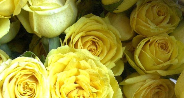 19朵黄玫瑰的意义与象征（探索黄玫瑰的深层含义）