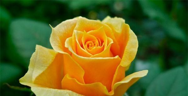 19朵玫瑰花的花语（赠送19朵玫瑰花）