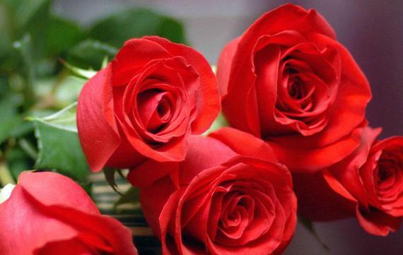 22朵玫瑰花语的浪漫传说（传递爱意的花朵背后隐藏的深意）