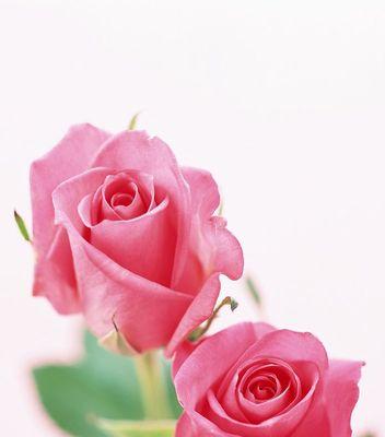 24朵玫瑰的意义及象征（浪漫）