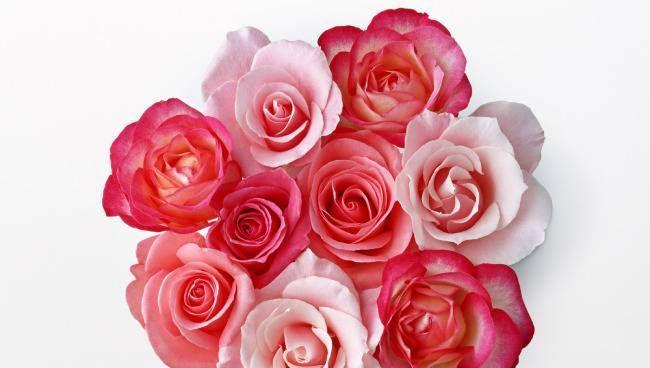 25朵玫瑰花语的含义及深层解读（探索玫瑰花作为表达情感的神奇力量的秘密）
