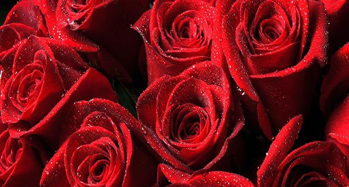 29朵玫瑰的含义与象征（用花言巧语传达深情的浪漫之选）