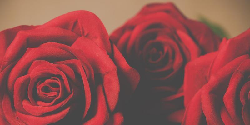 玫瑰的花语（以3朵玫瑰为纽带）