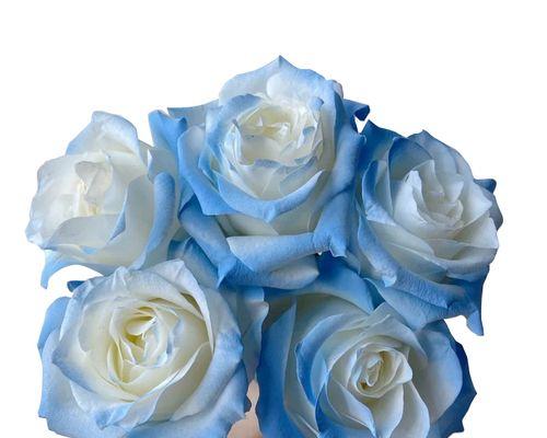 五朵玫瑰花的美丽与寓意（传递爱与祝福的花语之旅）