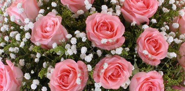 七朵玫瑰的花语传递爱的信息（七朵玫瑰花语的含义及表达方式）