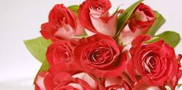 八朵粉玫瑰花的含义（传递爱与感激之情的粉玫瑰）