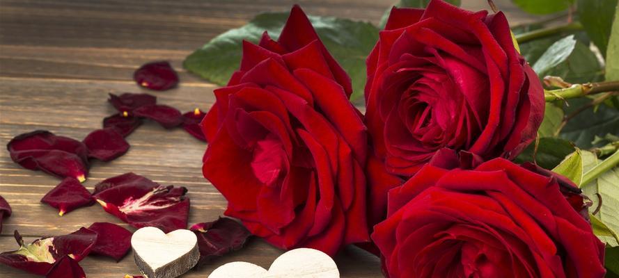 红玫瑰花的8种代表意义（探索红玫瑰的深刻象征之道）