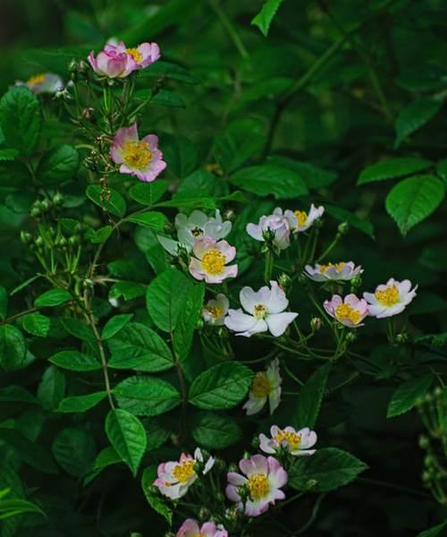 澳洲野蔷薇花语（深入探索澳洲野蔷薇的花语）