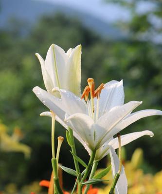 白百合花语的美好寓意（纯洁）