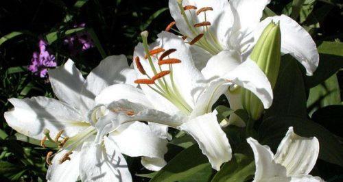 白百合花的花语及象征意义（探索白百合花的独特含义与美丽）