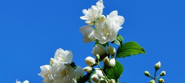 白茶花的花语与意义（传递纯洁和优雅的白茶花）