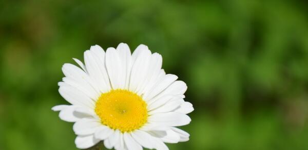 白雏菊的花语与寓意（传递纯洁与希望的花朵）