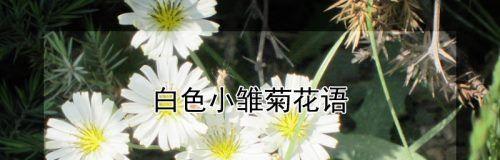 白雏菊的花语与寓意（传递纯洁与希望的花朵）