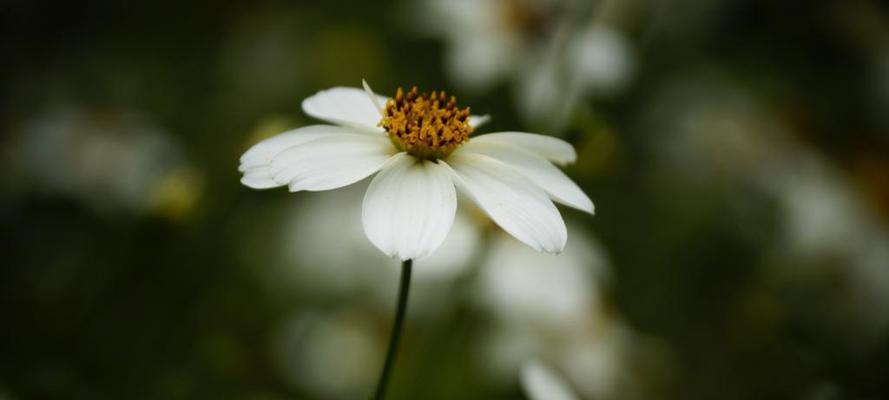 白雏菊的花语与寓意（传递纯洁与希望的花朵）