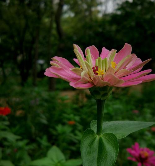 白菊花的花语与象征（传递纯洁和无悔的花朵）