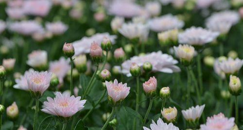 白菊花的花语与象征（传递纯洁和无悔的花朵）