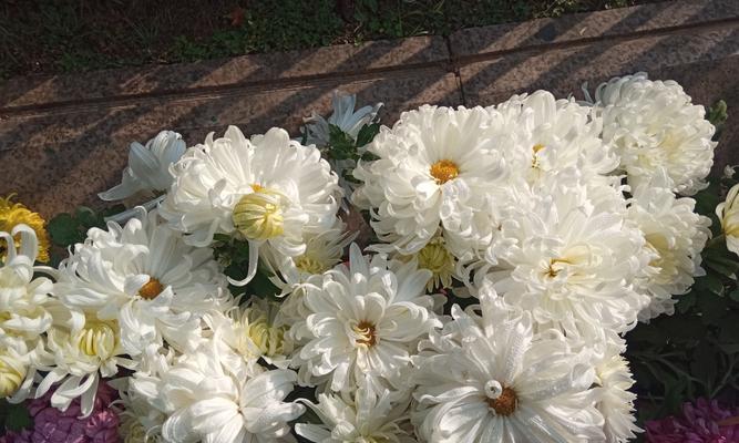 白菊花的美丽与寓意（探寻白菊花的象征意义及其文化价值）