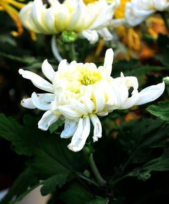 白菊花的美丽与寓意（探寻白菊花的象征意义及其文化价值）