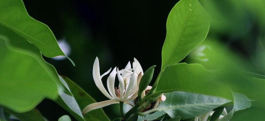 白兰花的花语之美——寄托和纯洁（白兰花寓意的深远影响及其传承的文化底蕴）