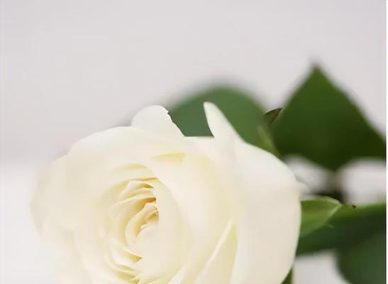 白玫瑰的寓意与象征（探索白玫瑰的浪漫）