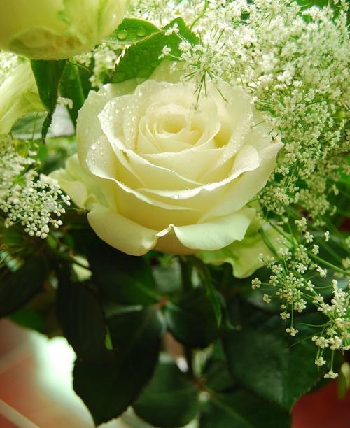 白玫瑰的花语与意义（纯洁）