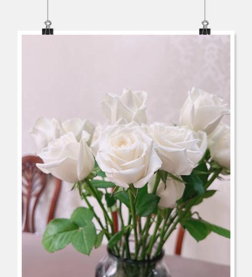 白玫瑰的花语和象征（探索白玫瑰的美丽与意义）